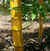 golden hawaaiin bamboo, central florida,beautiful