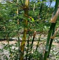 beautiful tuldoidies bamboo
