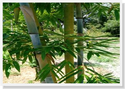 blue bamboo, yin yang bamboo,gracilis bamboo,golden godess bamboo, central florida, fl, groveland
